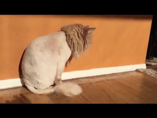 failed experiment with shaving a cat