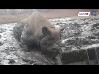 tractor driver rescued a rhinoceros