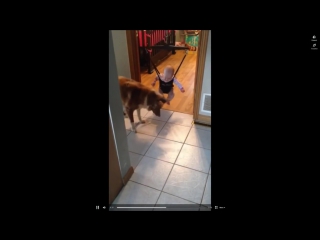 the dog is very funny teaches the teen to jump