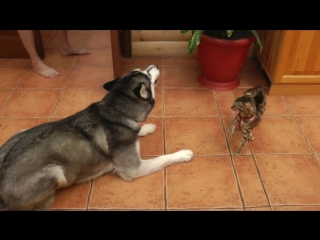 husky husky meets cat