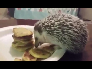 hedgehog eats pancakes