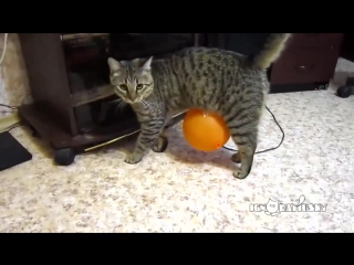 cat, ball and electrostatics