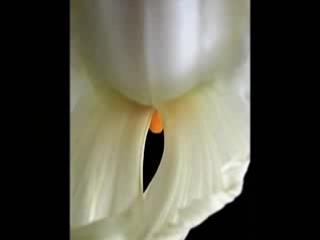 erotica in flowers...