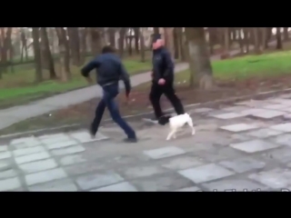 man hit by dog