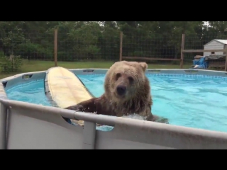 big bear playing in the pool