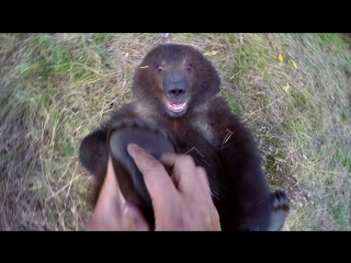 naturalist tickles grizzly heels